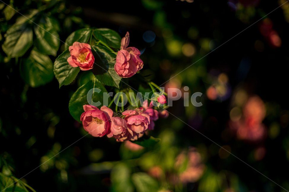 장미,장미축제,꽃,빨간꽃,장미공원,식물,자연,plants,nature,꽃,flower