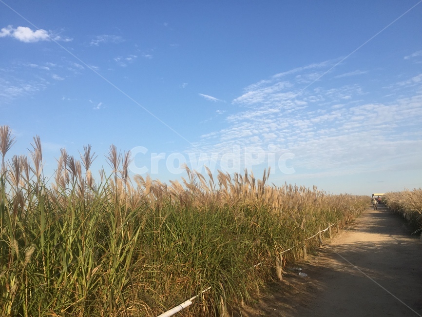 가을하늘,억새,갈대,풍경,하늘,plant,가을,계절,fall,autumn,season,식물,grass,잔디