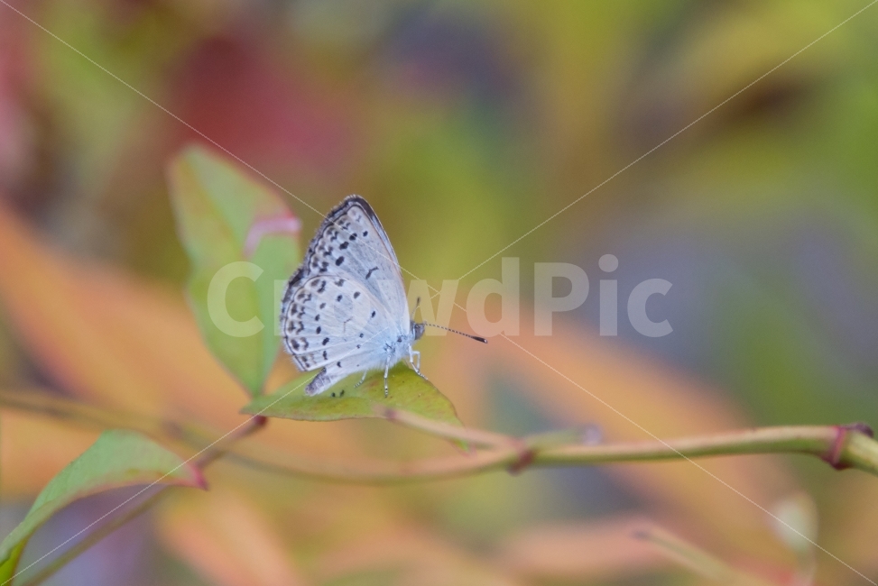 나비,butterfly,여름,summer,감성,D750,식물,자연,plants,nature,곤충,벌레,insect,bug