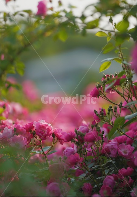 장미,꽃,분홍꽃,rose,flowe,r붉은,빨간색,아웃포커스,감성,보케,자연,색감,식물,자연,plants,nature,꽃,flower