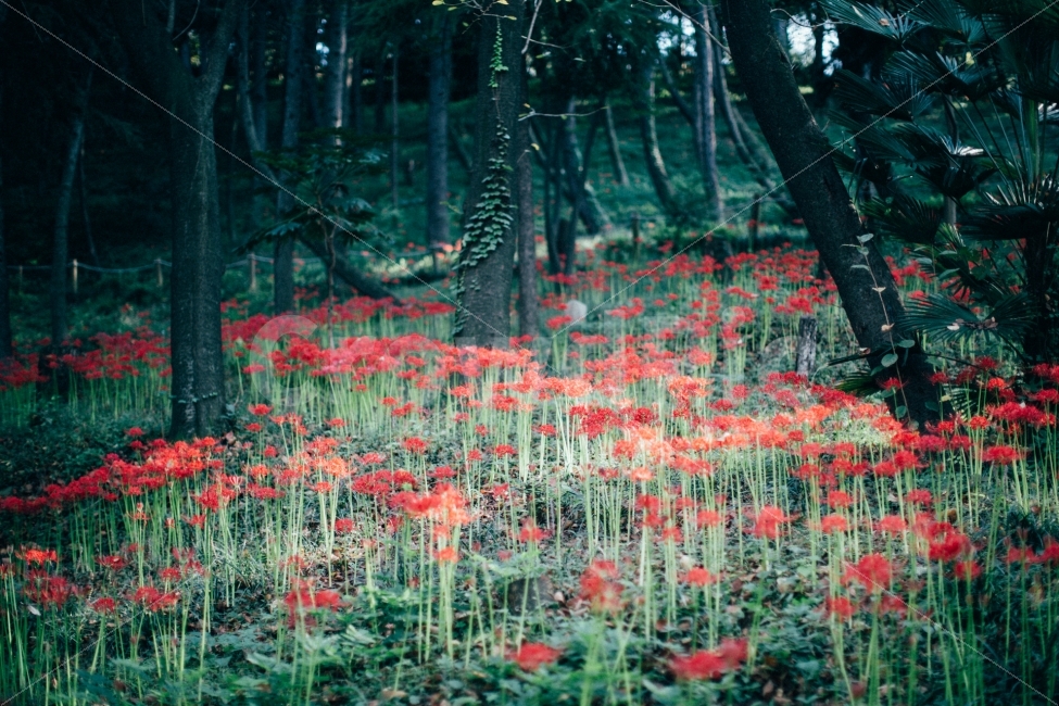 꽃,꽃무릇,감성,스냅,식물,자연,풍경,nature,landscape,식물,plants,꽃,flower,휴식,힐링,rest,relaxation,healing,감성,sensible,feeling,plant,tree,나무