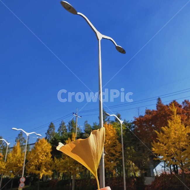 낙엽,가로등,하늘,파란하늘,가을,날씨,전깃줄,단풍,바람,나무,가을,계절,fall,autumn,season