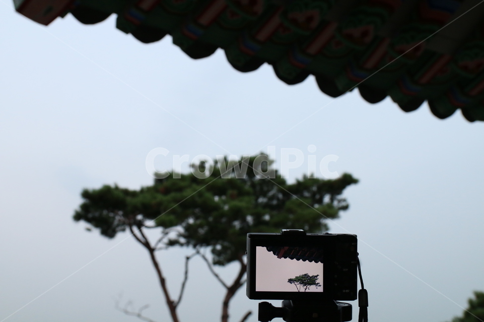 응봉산,풍경,자연,나무,korea,한국전통,한국문화,korean traditional,korean culture,사진작가,포토그래퍼,photographer,사물,물건,오브젝트,thing,object,matter