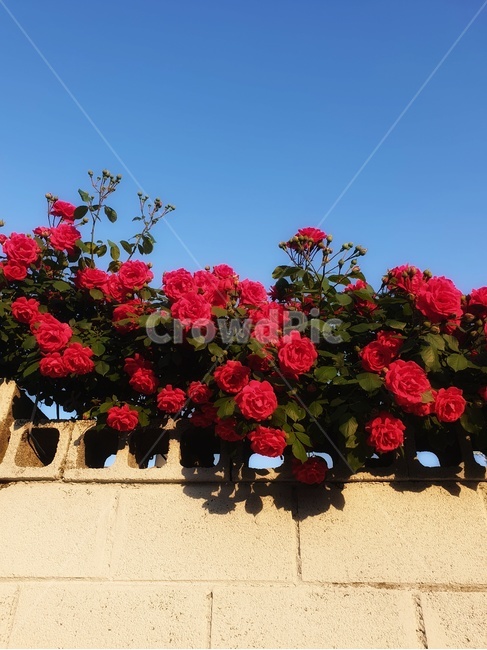 geranium,제라늄,flower,꽃,plant,식물,rose,장미