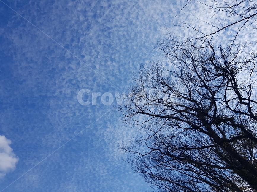 가을하늘,파란하늘,흰구름,자연,nature,자연,풍경,nature,landscape,나무,trees,wood,silhouette,실루엣