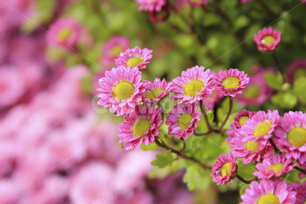 분홍꽃,식물,꽃,분홍,대비,색감,봄,계절,spring,season,자연,plants,nature,flower,감성,sensible,feeling,색깔,색상,색채,colorsense,식물,자연,plants,nature,꽃,flower