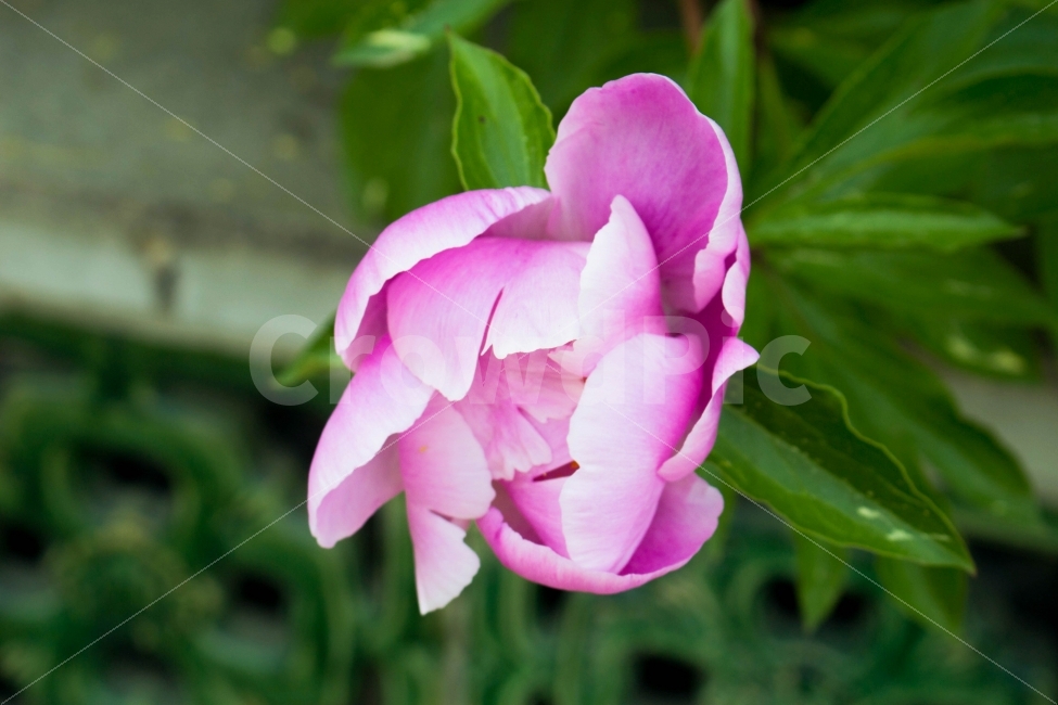 꽃,Flower,자연,풍경,꽃망울,식물,자연,plants,nature,꽃,flower