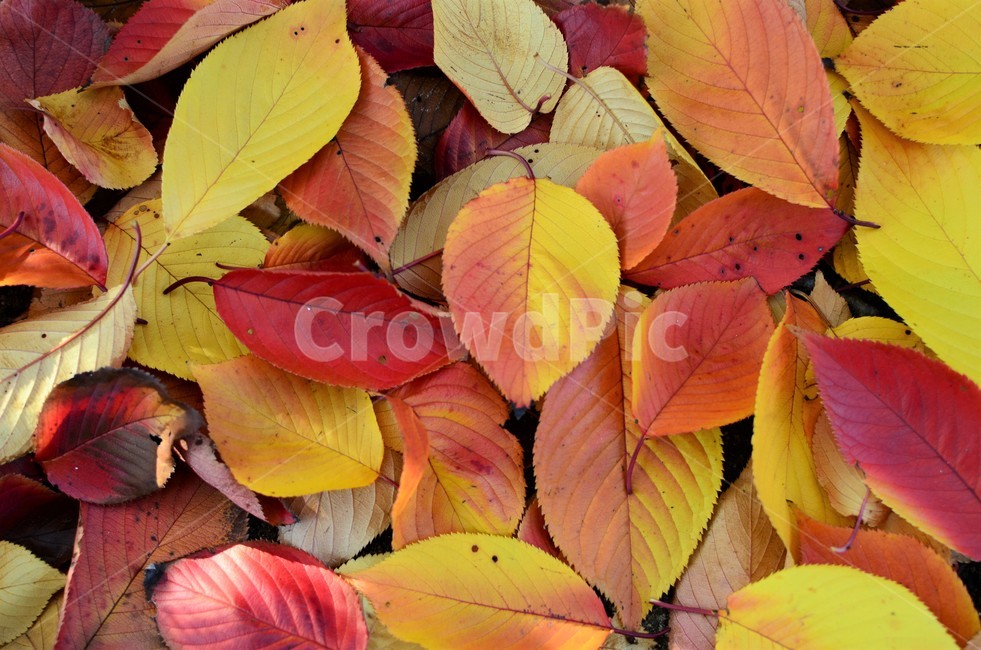 낙엽,가을,가을낙엽,나뭇잎,단풍,자연,fall,autumn,가을,계절,fall,autumn,season,leaf,잎,plant,식물,veins,정맥