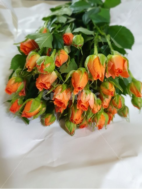 장미,꽃다발,식물,꽃,flower