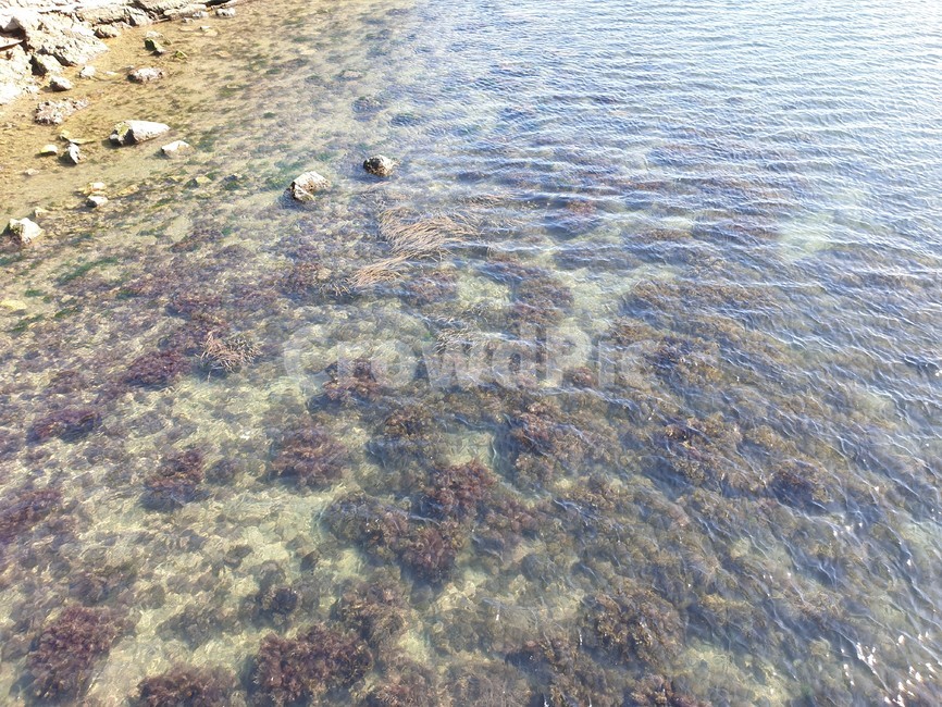 바다,해초,에메랄드바다,자연,깨끗한바다
