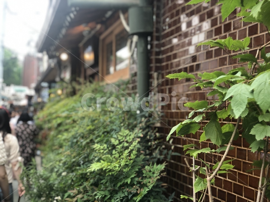 plant,식물,전통,전통가옥,분위기,전통적인,창문,고풍스러운,오래된,human,인간,person,사람