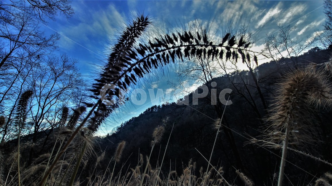 수크령,길갱이,랑미초,하늘,구름,하늘풍경,자연풍경,nature,자연,한국자연,한국풍경