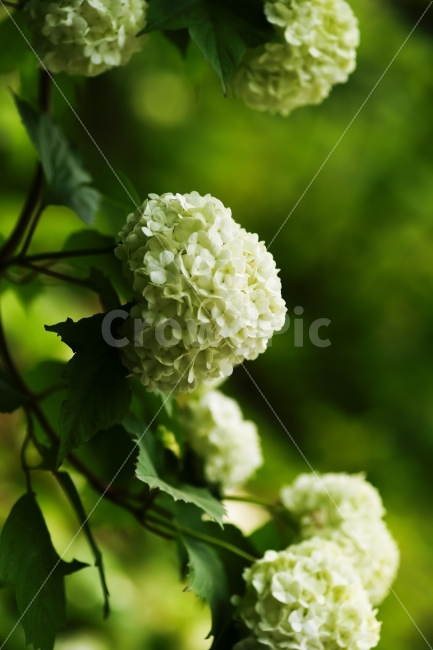 식물,꽃,수국,흰색,대비,색감,水菊,Bigleafhydrangea,식물,자연,plants,nature,꽃,flower