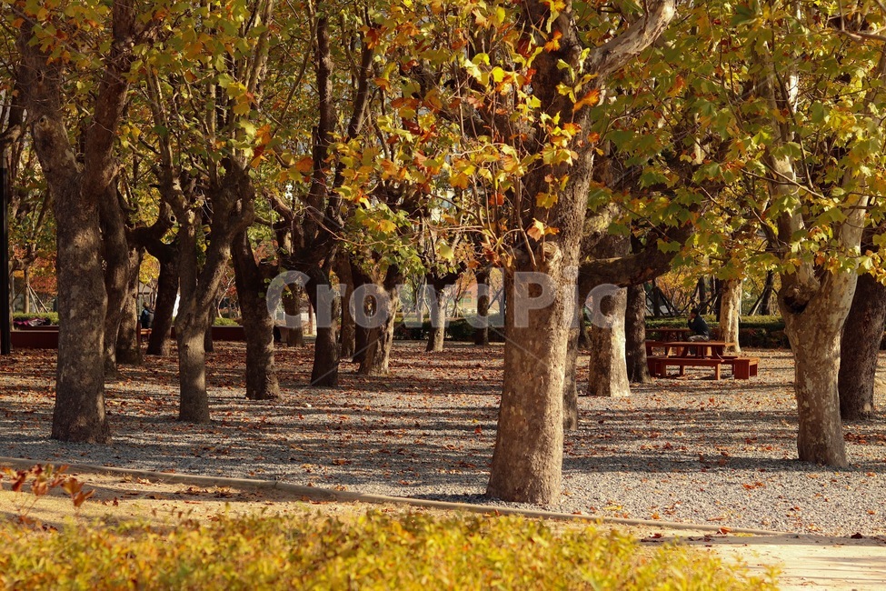 공원,산책,나무,쉼,휴식,가을,가을,계절,fall,autumn,season,tree,tree trunk,나무 줄기,plant,식물