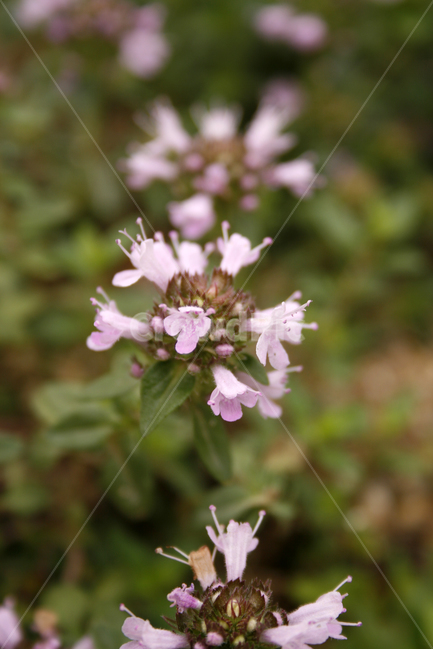 백리향,식물,flower,plants,nature,꽃,식물,자연,plants,nature,꽃,flower