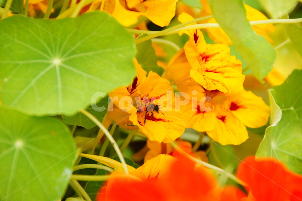 한련화,한련초,식용식물,꽃,식물,화분,정원,식물,자연,plants,nature,꽃,flower,동물,animal,곤충,벌레,insect,bug