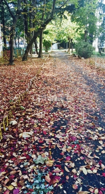 가을,낙엽,길,알록달록,낙엽길,아이폰사진,fallenleaves,가을,계절,fall,autumn,season,plant,식물,leaf,잎,ground,바닥