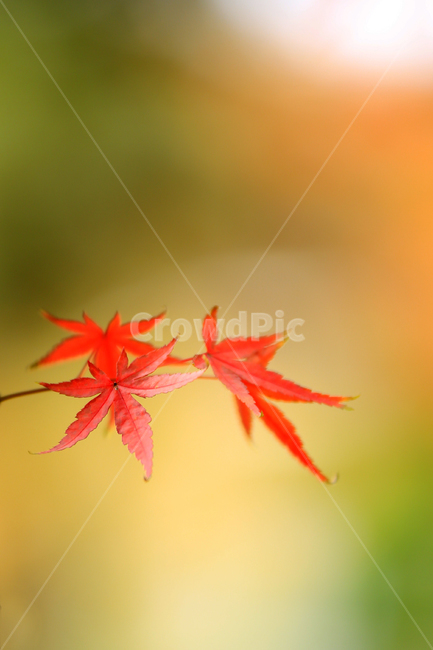 낙엽,단풍,가을단풍,붉은단풍,단풍잎,가을,계절,fall,autumn,season,leaf,잎,plant,식물,tree,나무