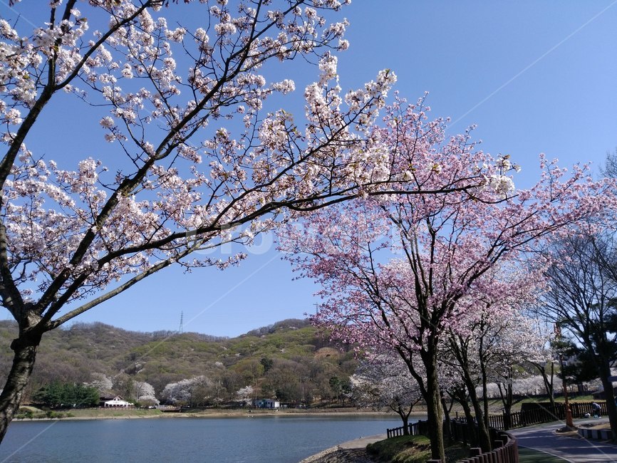 호수,나무,봄꽃,봄,벚꽃,blossom,꽃,flower,pink,분홍,분당,율동공원