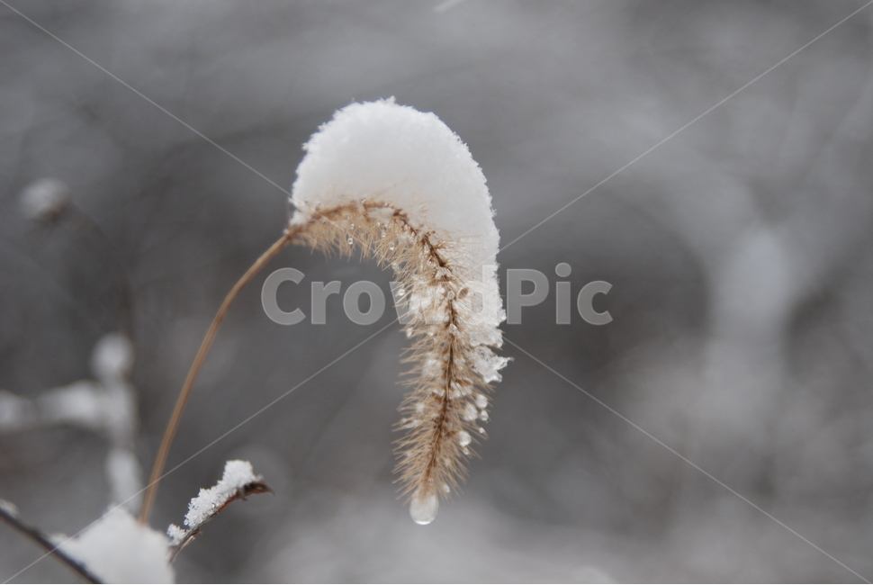 하나,눈,눈꽃,겨울,자연,겨울,계절,winter,season