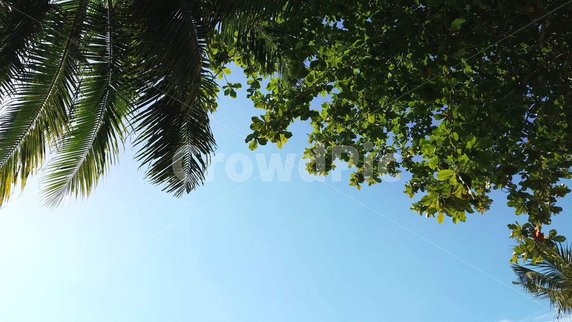 나무,잎,열대식물,하늘,나뭇잎,tree,leaf,plant,자연,풍경,nature,landscape,식물