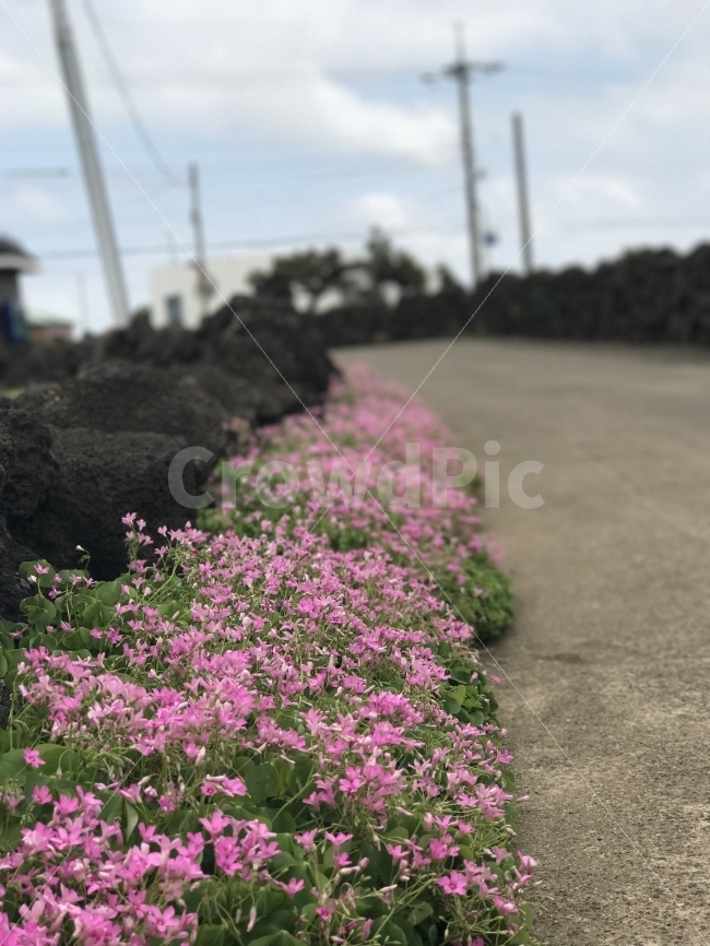 자연,감성,풍경,제주,원본,무보정,식물,자연,plants,nature,꽃,flower