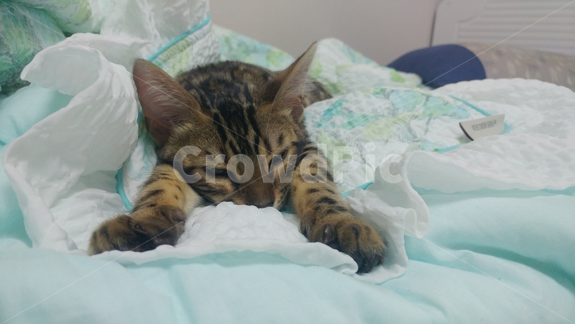 고영이,뱅갈,뱅갈고양이,아기고양이,브라운뱅갈