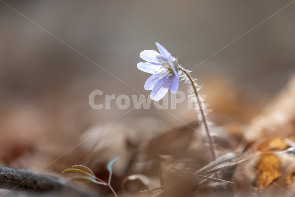 야생화,청노루귀,노루귀,봄,plant,식물,식물,자연,plants,nature,꽃,flower