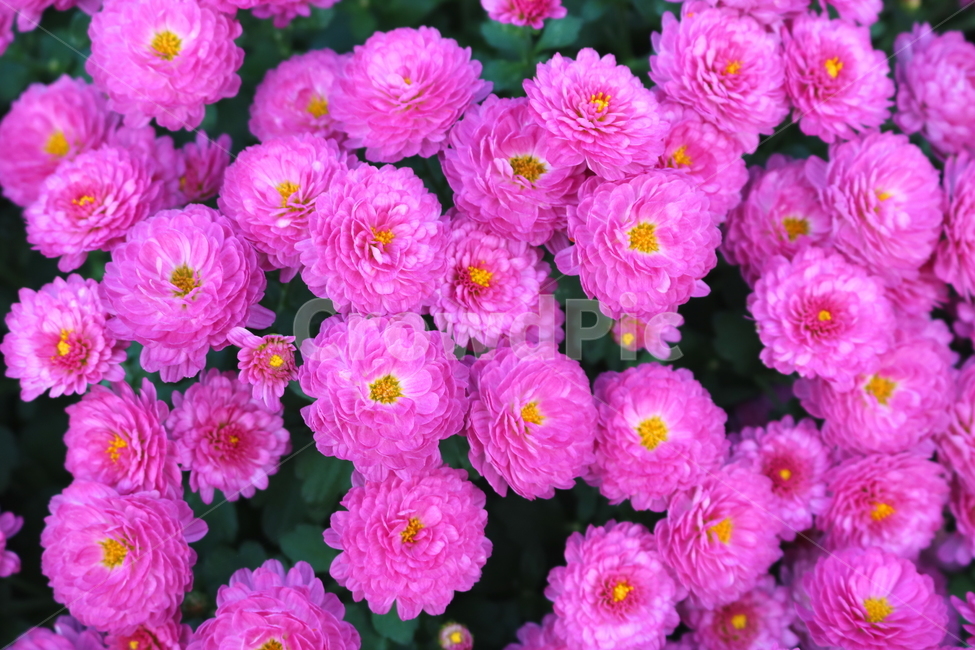 꽃,국화,국화꽃,식물,야생화,소국화,원예,분홍꽃,분홍색꽃,식물,자연,plants,nature,꽃,flower