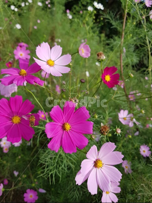 벌,bee,꿀벌,꽃,분홍색,flower,blossom,식물,자연,plants,nature,꽃,flower