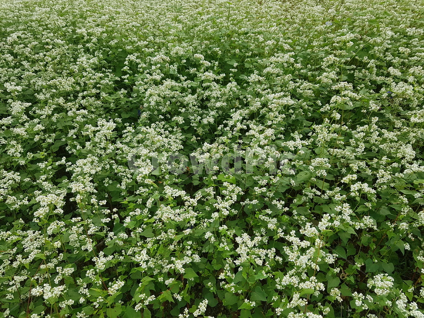 메밀,메밀꽃,흰꽃,꽃밭,가을,가을꽃,자연,감성,식물,식물,자연,plants,nature