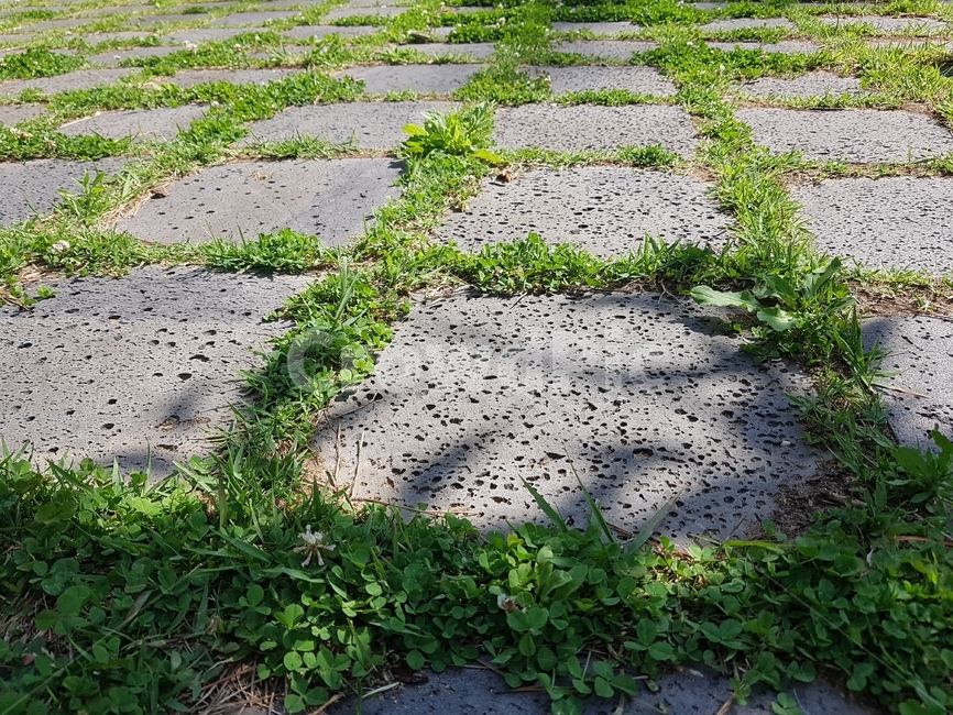 타일,땅,땅바닥,풀,돌바닥,햇빛,돌