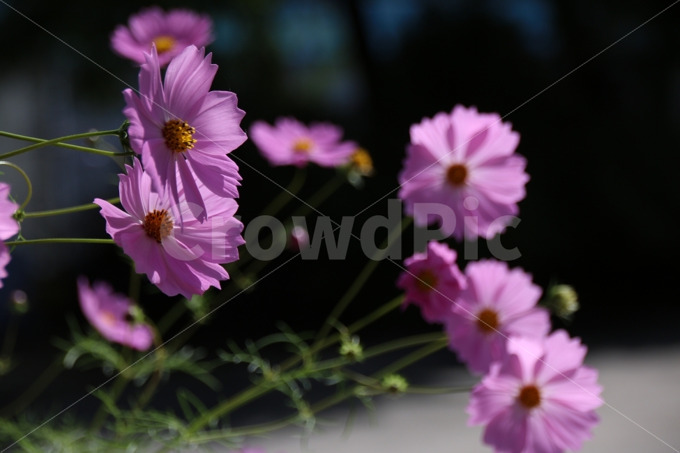 코스모스,길가,변두리,야생꽃,꽃,식물,자연,plants,nature,가을,계절,fall,autumn,season,꽃,flower,plant