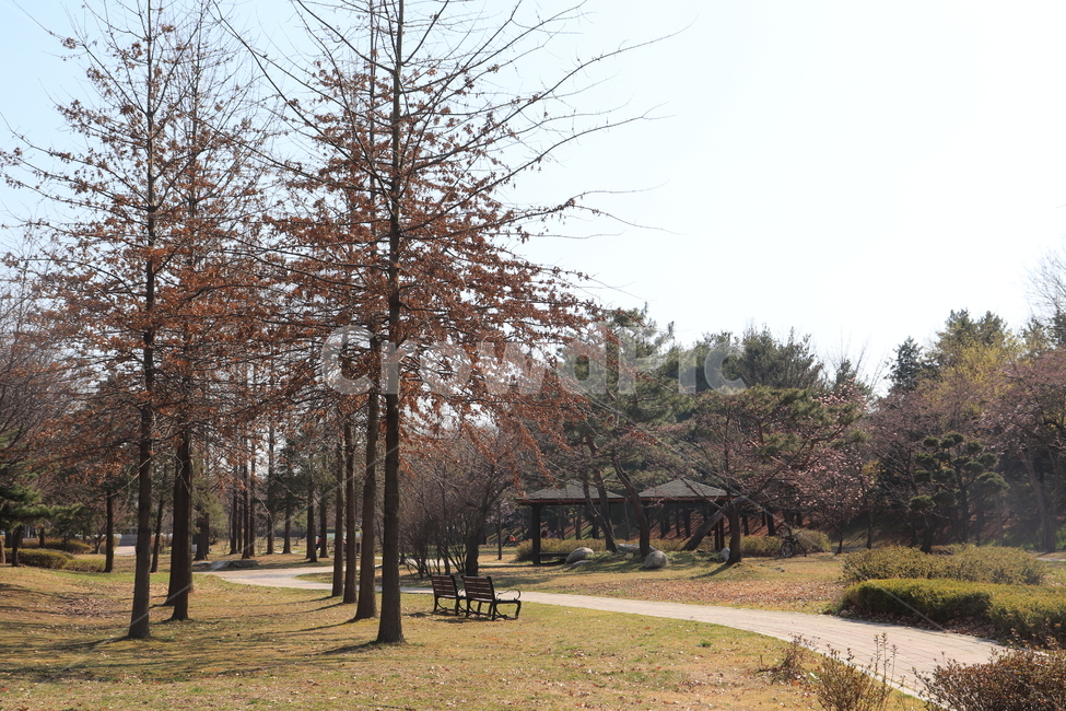 나무,식물,plant,공원,풍경