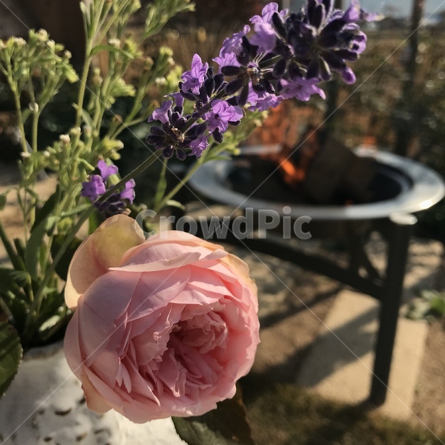 장미,정원,꽃,plant,식물,flower,불,장작불,꽃병,꽃,flower