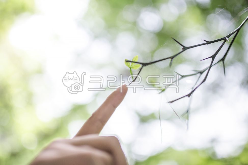 가시나무,가시,나무,자연,아픔,상처,손,손가락,신체일부,몸,hands,fingers,pain