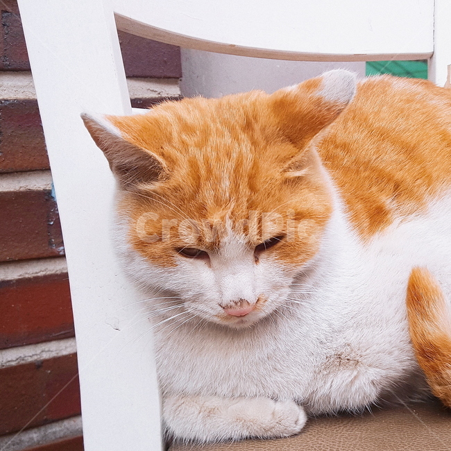 고양이,길고양이,식빵,토종고양이,한국고양이