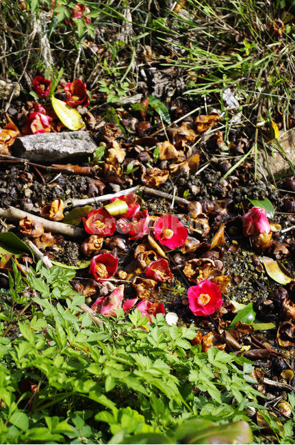 동백꽃,낙화,꽃,flower,계절,봄,spring,식물,자연,plants,nature,꽃,flower