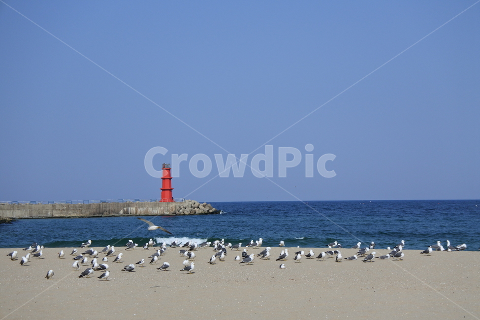 해변,제주도바다,갈매기,바닷가,백사장,모래사장,바다,등대,빨강등대,방파제,자연,해안가,파란,파란색,붉은,붉은색