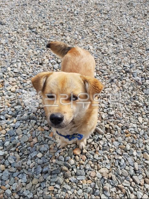 개,강아지,시골개,시골,귀여움,cute