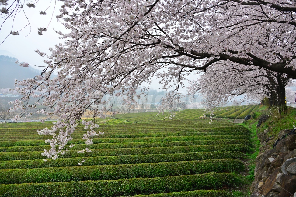 nature,자연,weather,날씨,outdoors,옥외,plant,식물,경치,경관,풍경,경남,하동,섬진강변,벚꽃길,화개십리벚꽃길,봄,계절,녹차밭,녹차잎,다원