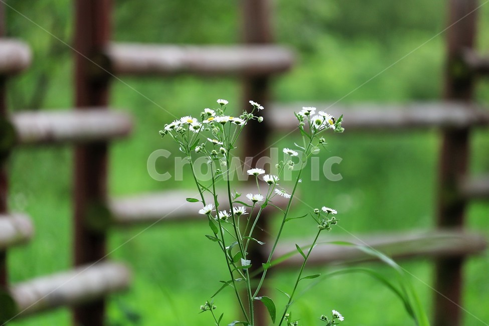 식물,plant,꽃,flower,개망초,식물,자연,plants,nature,꽃,flower