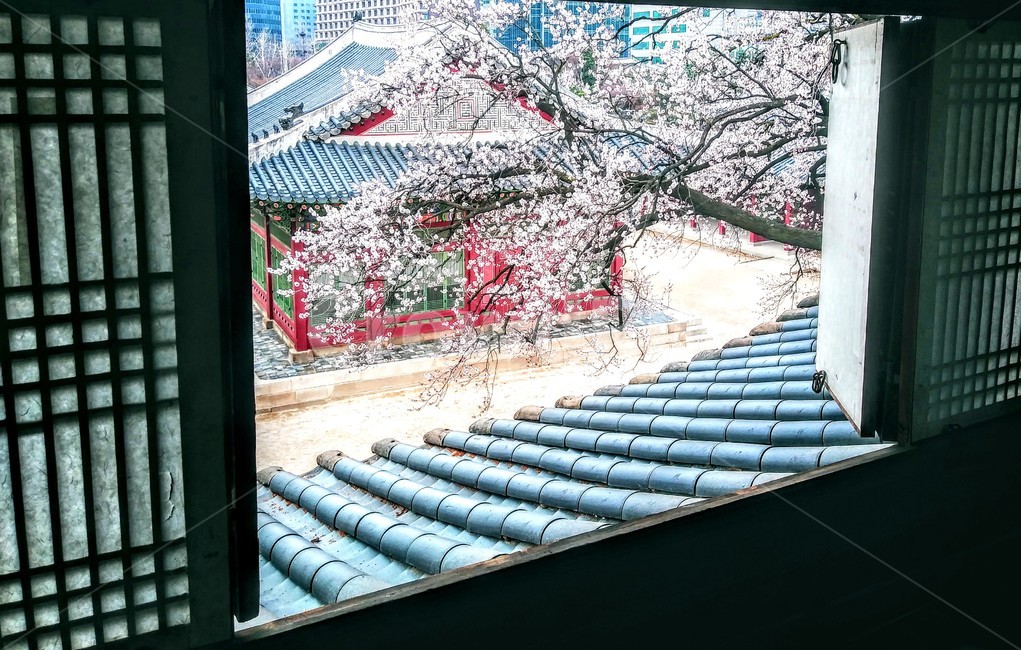 덕수궁,석어당,궁궐,봄,살구꽃,한국문화,한국전통,문화재