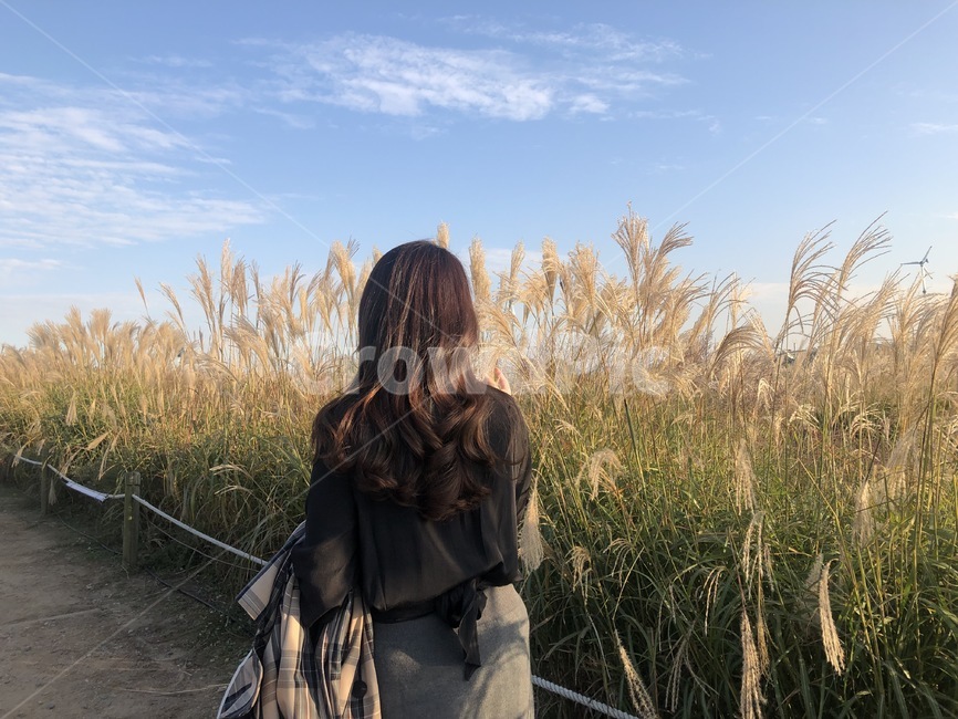 여자,여자뒷모습,산책,사람,갈대,식물,가을풍경,가을산책,가을,계절,fall,autumn,season,사람,인물,인간,human,person,여성,여자,woman,female,lady,grass,잔디,plant