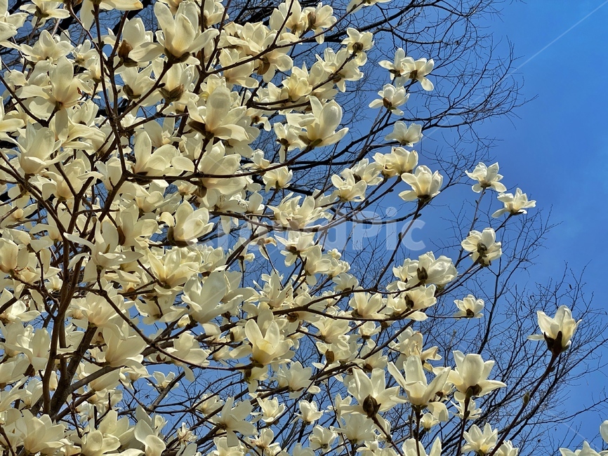 하늘,꽃,봄,나무,tree,plant,식물,flower