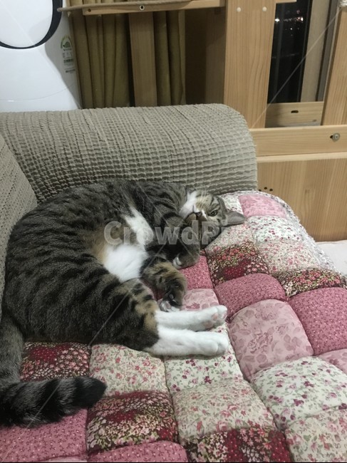 고양이,소파,휴식,얼룩무늬,졸음,잠,동물,반려동물,cat,animal,rest,sofa,couch,sleep