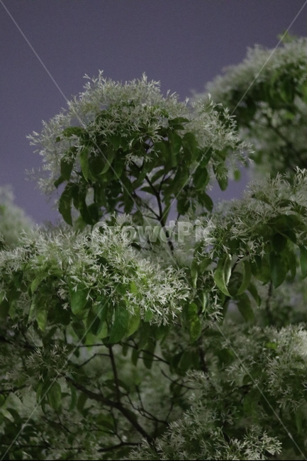 이팝나무꽃,흰색,봄,야경,연두잎,야경,밤,풍경,nightscape,night,landscape,식물,자연,plants,nature,꽃,flower,vase,병 장식,pottery,도기류,jar,항아리,potted plant,화분,plant,planter,파종기,herbs,허브,vegetation,초목,bush,부시,herbal,허벌