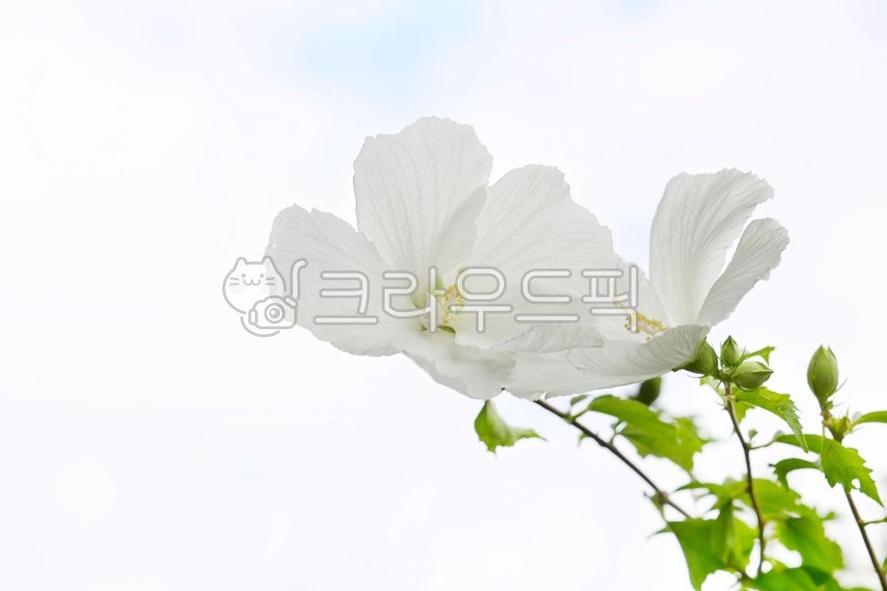 여름꽃,근화,목근화,배달계,흰무궁화꽃,국경일,무궁화,국화,flower,roseofsharon,mugunghwa