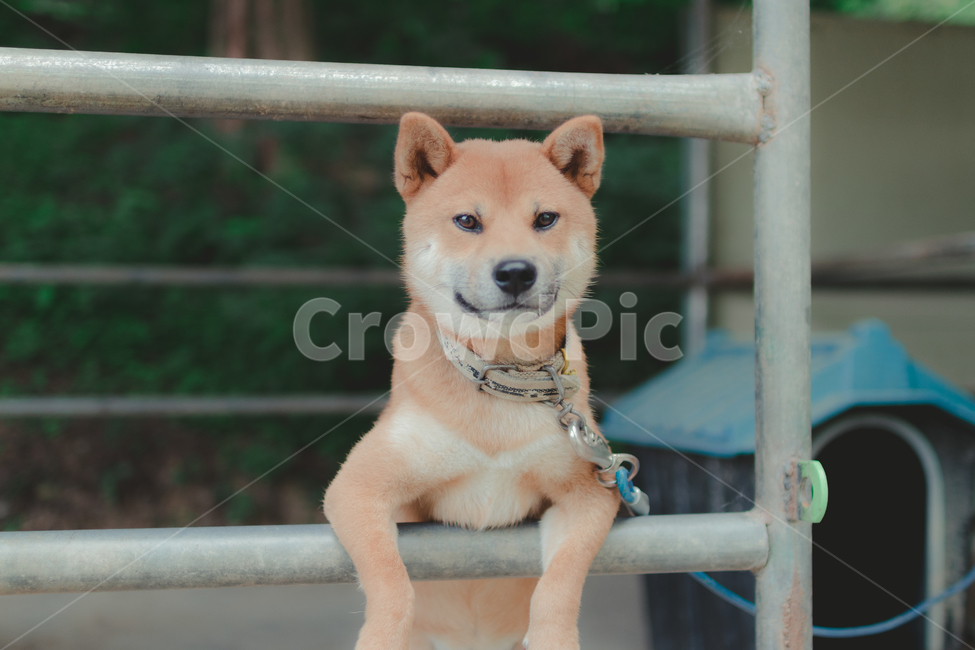 개,시바견,진돗개,강아지,댕댕이,감성사진,동물,동물,animal,포유류,mammal,개,강아지,dog,doggy