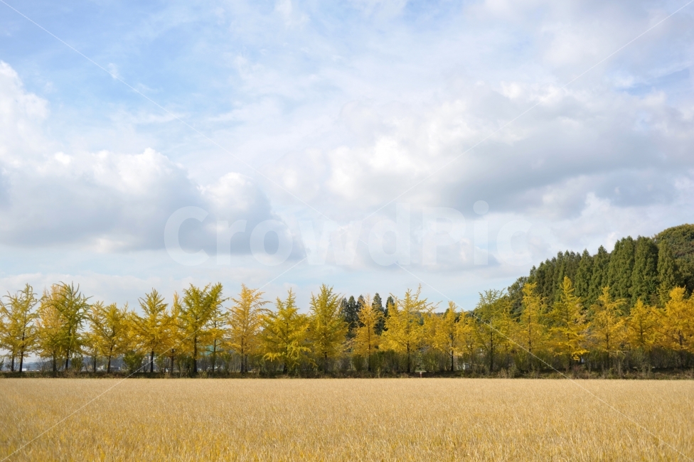 가을,은행나무,논,충청도,자연,풍경,야외,하늘,구름,계절,자연,풍경,nature,landscape,가을,계절,fall,autumn,season,한국자연풍경,한국자연경관,korea nature landscape,plant,식물,tree,나무,fir,전나무,abies,아비